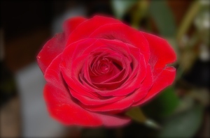 One of the roses from the hubbins for V-day.